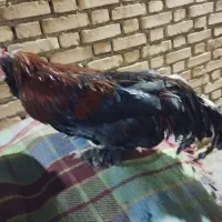 خروس سلطان