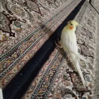 عروس هلندی  نروماده|پرنده|زابل, |دیوار