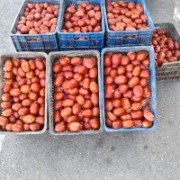 گوجه ربی عیار بالا