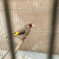 سهره  کرمونی گردن کلفت