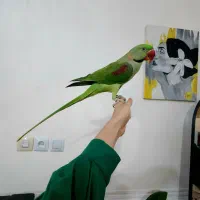 شاه طوطی اسکندر نر  سخنگو اعجوبه بی نظیر کلکسیونی|پرنده|شیراز, شهدای شهرک سعدی|دیوار