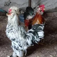 خروس سلطان جوان