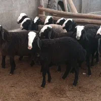 گوسفند نژاد شال میش بره ماده بره قوچ|حیوانات مزرعه|دشتابی, |دیوار