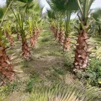 یاس گلدانی و پالم|خدمات باغبانی و درختکاری|رودسر, |دیوار