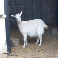 بز سانن و الپاین|حیوانات مزرعه|کرمان, |دیوار