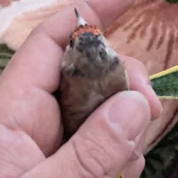 سره دورگ داغسر|پرنده|قرچک, میرزائی جنوبی|دیوار