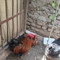 خروس گلین