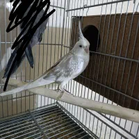 ماده ایزابلا رو تخم عروس هلندی