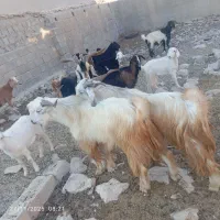 عالی‌درجه‌یک