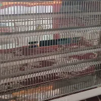 بخاری برقی بزرگ|بخاری، هیتر، شومینه|آستانه اشرفیه, |دیوار