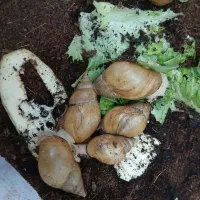 140 عددحلزون آچاتیناآلبینو|خزنده|تهران, بروجردی|دیوار