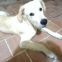 واگذاری سگ گلدن رتریور ۶ ماهه نر