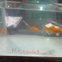 ماهی قرمز همراه آکواریوم