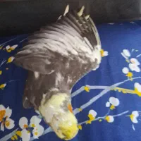 عروس یکماه نیم|پرنده|ماسال, |دیوار