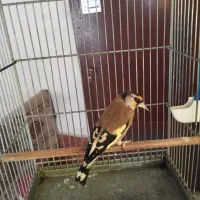 سهره نشوندار و سهره قناری دهن دار عربده کش|پرنده|ری, دولت‌آباد|دیوار