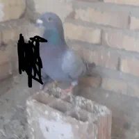 کبوتر