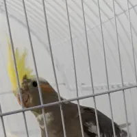 عروس هلندی با قفس