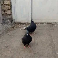 سیاه دمسفید نرماده