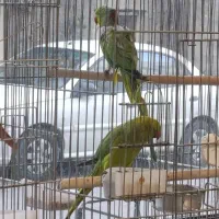 ملنگو جفت سخنگو