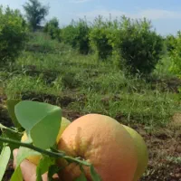 510متر باغچه برق دار درخت بزرگ داخل مجموعه