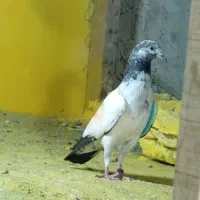 کبوتر جوانه تیدی