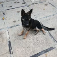 سگ ژرمن|سگ|پلنگ آباد, |دیوار