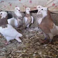 طوقی|پرنده|کرمانشاه, |دیوار
