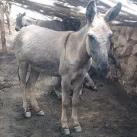 خر (الاغ)ماده