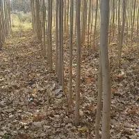 پیش فروش نهال مثمر وغیر مثمر شناسه دار|خدمات باغبانی و درختکاری|اردبیل, |دیوار