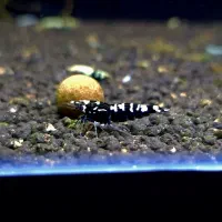 شریمپ بلک پینتو و بلو استیل