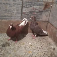 تعدادی کفتر پرشتی|پرنده|خرمآباد, |دیوار