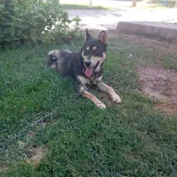 سگ هاسکی ژرمن