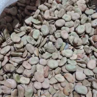 باقلاخشک امساله