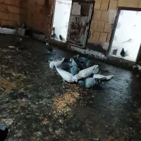 تعدادی فنچ نرگسی تعدادی کفتر