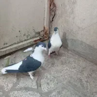 یه جفت کفتر افغانی نرو ماده کاکلی|پرنده|پاکدشت, پاکدشت (مامازند)|دیوار