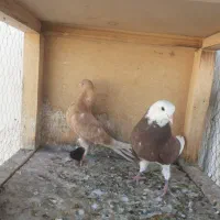 کبوتر ۵ عدد جوجه واکسن خورده آموخته نشده