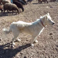 سگ سرابی|سگ|گل تپه, |دیوار