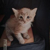 بچه گربه