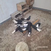 سیاه دمسفید|پرنده|بندر ماهشهر, |دیوار