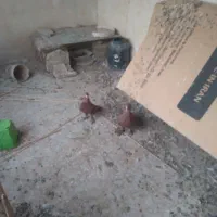 یک جفت کفتر سرخ نره و ماده|پرنده|قم, آزادگان|دیوار