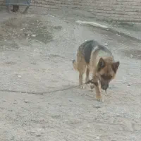 ژرمن ماده|سگ|اردبیل, |دیوار