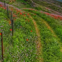 باسلام-دوقطعه-زمین-مزروعی-درهیر-بانقشه-یوتی-ام