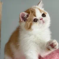 اگزوتیک شورت هیر بای‌ کالر