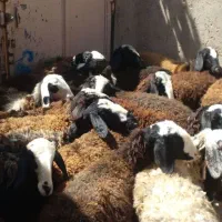 22 راس میش نژاد دار|حیوانات مزرعه|دشتابی, |دیوار