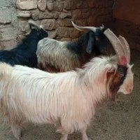 3سابرین|حیوانات مزرعه|اندیمشک, |دیوار