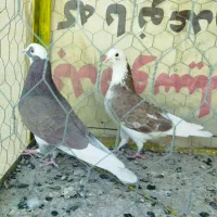 کبوتر پرشی|پرنده|نقده, |دیوار