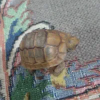 گمشده|حیوانات|بندرعباس, |دیوار