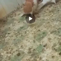 نرو ماده دم تخم