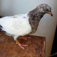 کبوتر