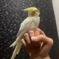 عروس هلندی نر